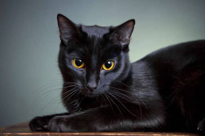 Mèo đen vào nhà có phải là điềm xui như chúng ta thường nghĩ?