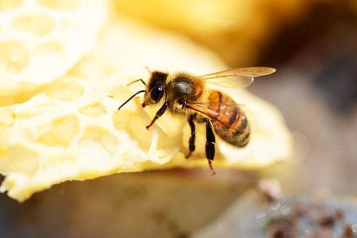 Chi tiết và điềm báo về hiện tượng ong làm tổ trong nhà 