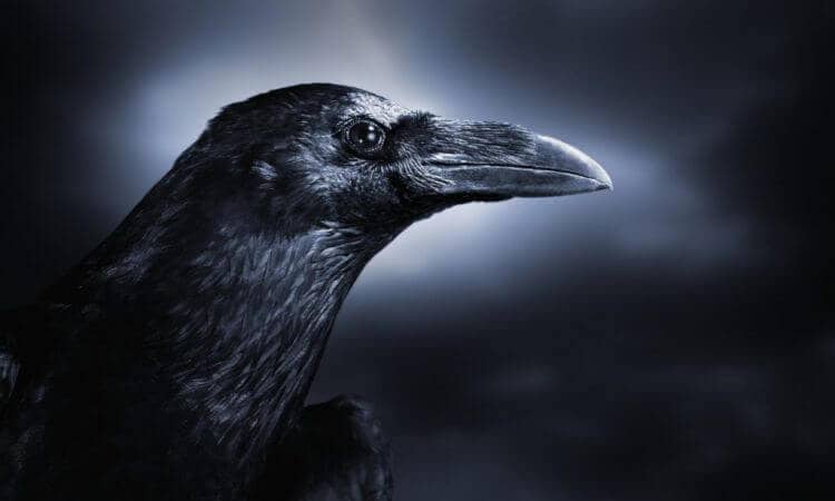 Mơ thấy quạ đen có phải điềm xui xẻo? 
