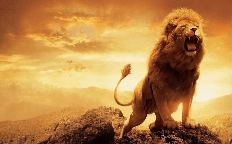 con sư tử
